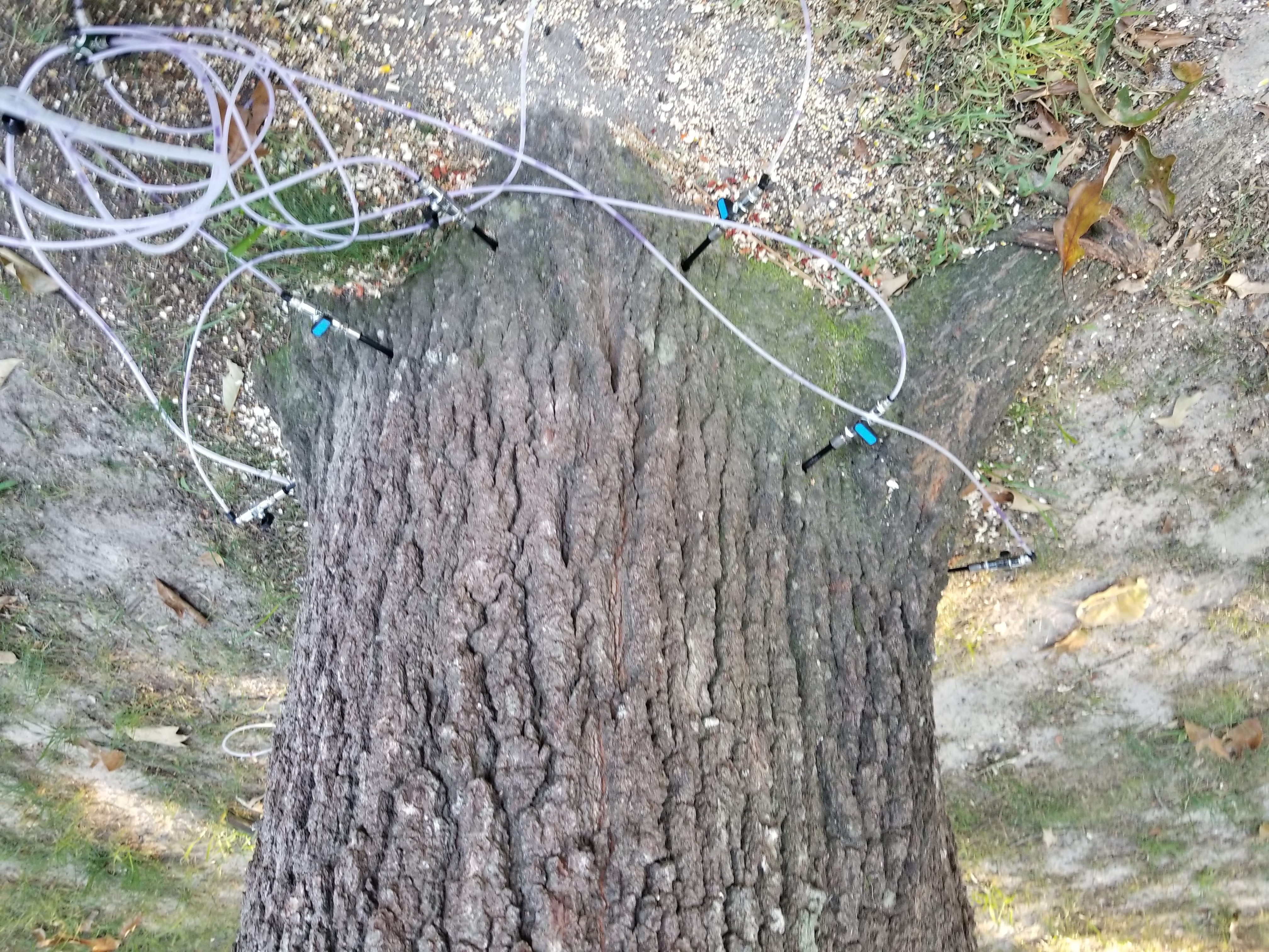 Systemic tree injection treatment